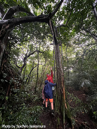 亜熱帯＆熱帯植物が茂るジャングルの中をトレッキング
