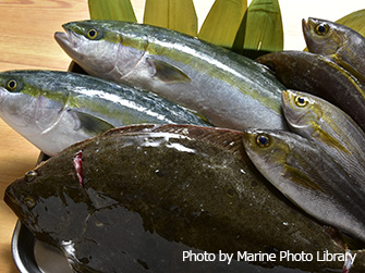 千葉や宮城のダイビングスポット近くにある漁協から新鮮な地魚が直送されてくる