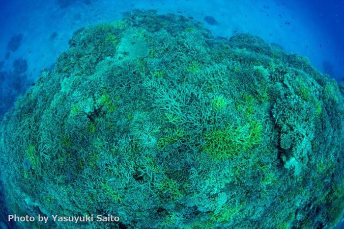 美ら海をいつまでも。《サンシャイン水族館》が取り組むサンゴプロジェクト