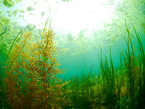 アナタの知らない海藻の世界