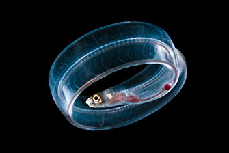 Eel Larva X-Ray