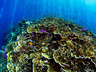 珊瑚と泡の共演
