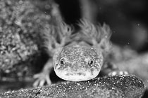 Baby Ohdaigahara Salamander