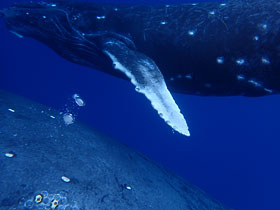 仔クジラと母の背中