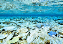 白い珊瑚