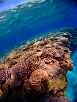 Young coral colony