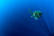 Blue SEA Turtle