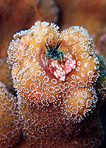 海底の花束