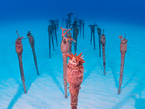 珊瑚の養殖