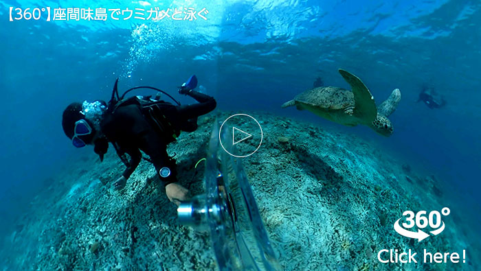 ウミガメはダイバーに人気の生き物。サンゴ礁が広がる沖縄屈指のケラマ諸島の海で、ウミガメと泳ぐ気分を味わってみよう！　キンメモドキの群れにも注目!!（撮影：田口哲生）