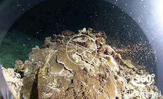 石垣島 サンゴの産卵を間近に観察