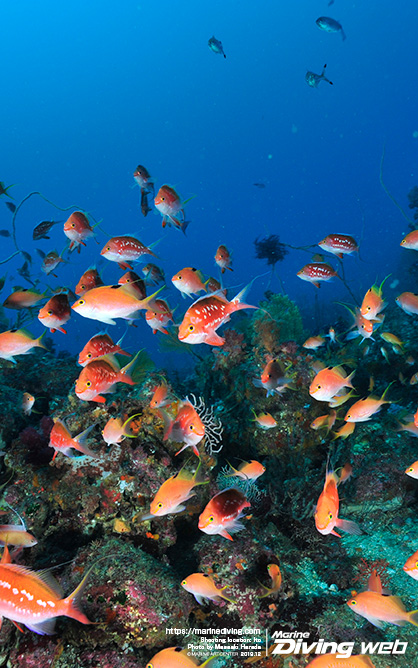 マリンダイビング 海の壁紙写真を無料配信 読者人気no 1はコレだ 水中写真 Marine Diving Web マリンダイビングウェブ