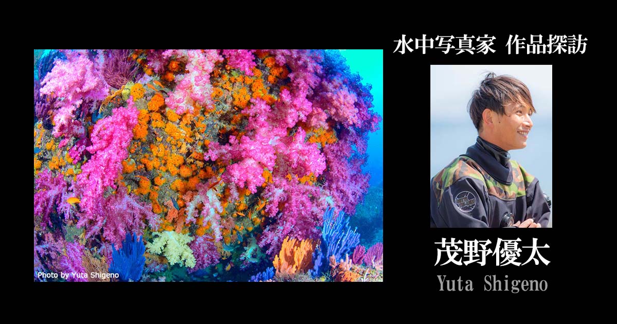 茂野優太｜水中写真家 作品探訪｜Marine Diving web（マリンダイビングウェブ）