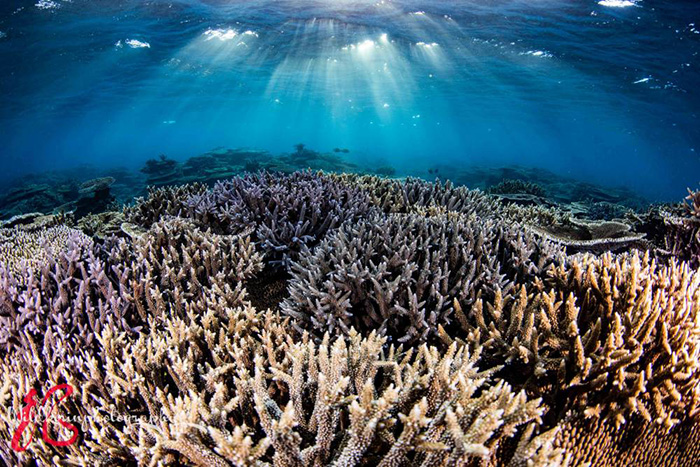 最新の「6500Kクリスタルカラー」モードで撮影。いろいろな種類のサンゴがひしめく海底。サンゴの色と海の美しい青色をバランスよく再現