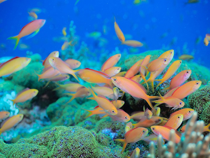 「5000Kスーパーナチュラルカラー」での作例。青色も赤色もより自然に近い色が再現されています