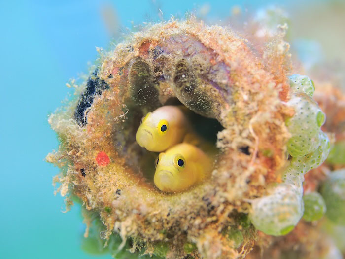 小さなナカモトイロワケハゼの可愛い表情もしっかり撮れます。（写真／清水淳）