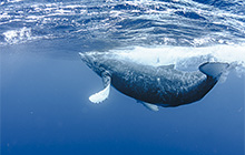 OM-1シリーズの魅力総まとめ