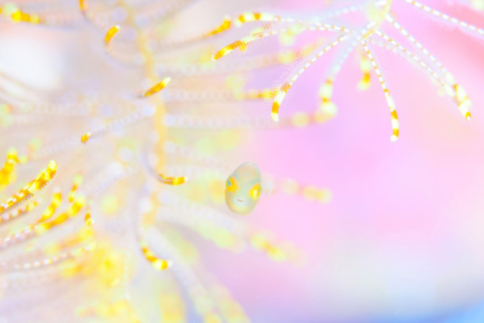 （写真／むらいさち）