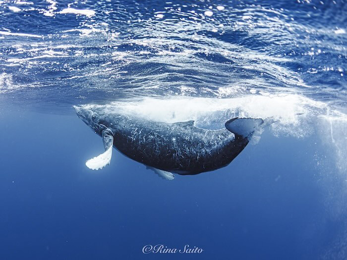 （写真／齋藤利奈）