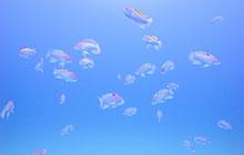 水中で「鳥モード」を使ってお魚を撮ろう！