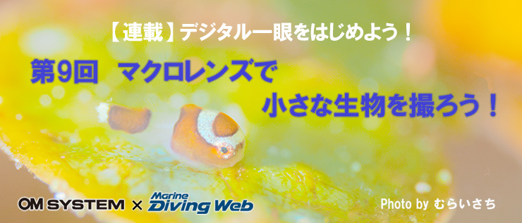 ダイビングをやめるの、やめよう！