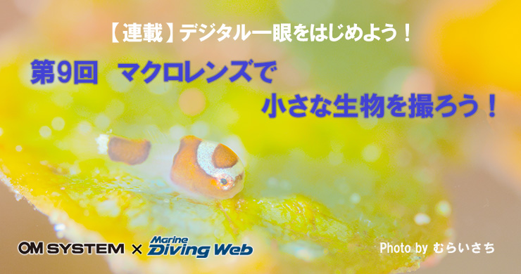 デジタル一眼始めよう！マクロレンズで小さな生きものを撮ろう！｜水中