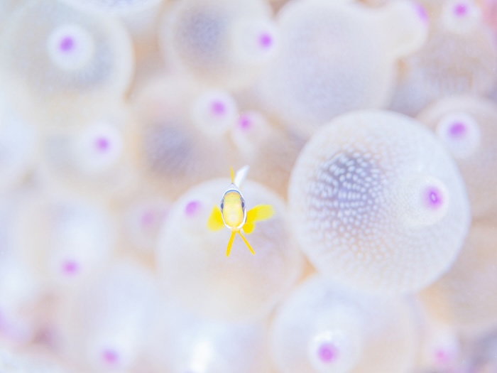 （写真／むらいさち）