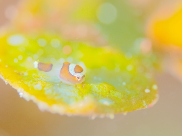 （写真／むらいさち）