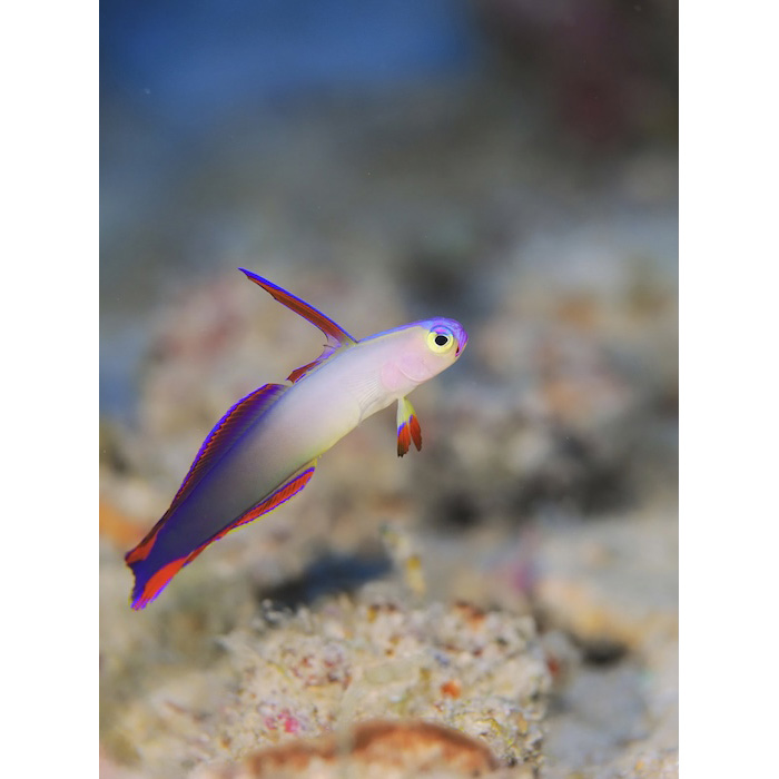 深場の生物の撮影スタイルが変わります！（写真／清水淳）