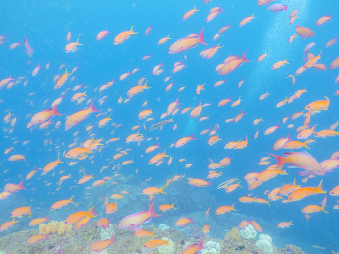 （写真／むらいさち)