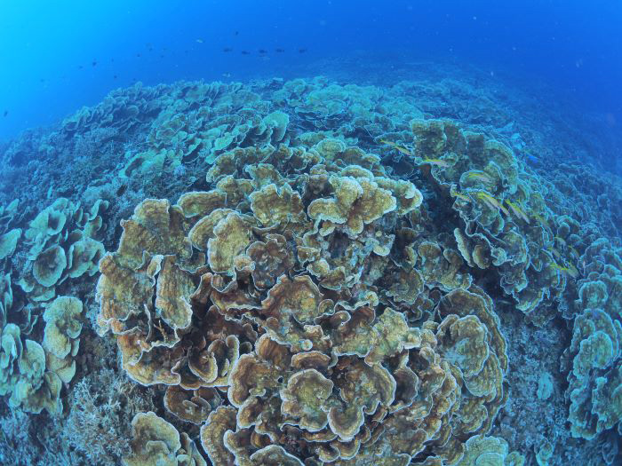 歪曲した描写がサンゴの広がりを感じさせる。（写真／奥山政夫)