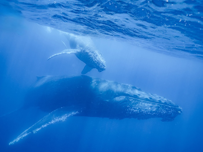 画角からはみ出てしまいそうなクジラの親子も、このレンズならバッチリです！（写真／むらいさち)