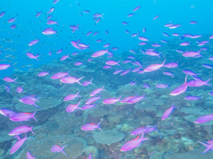 ハナゴイの群れの密度や奥行きもしっかり表現してくれます。（写真／むらいさち)