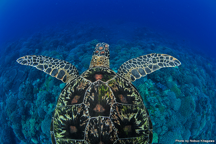 海中絶景17 水中写真 Marine Diving Web マリンダイビングウェブ