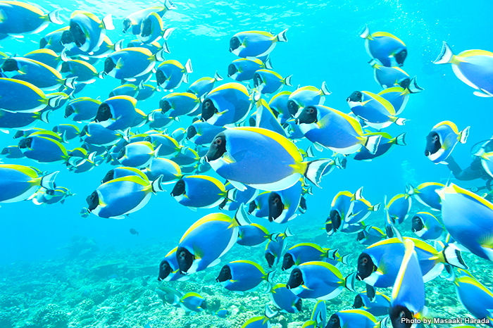 海中絶景17 水中写真 Marine Diving Web マリンダイビングウェブ