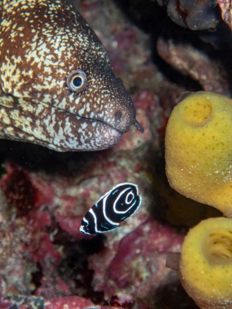 ウツボとタテキン幼魚