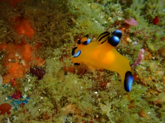 ピカチュウ(水タイプ)