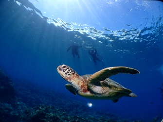 ウミガメ先輩、海を案内中