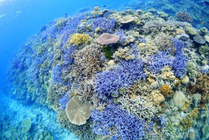 写真/宮平洋一(ダイブイン浜)