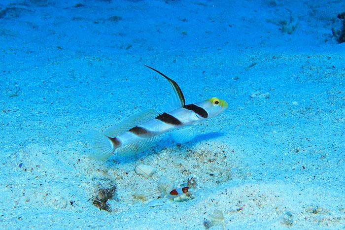 写真/宮崎俊孝(てぃーだマリン)