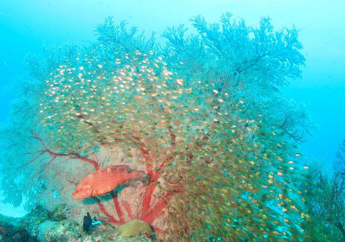 写真/宮城清(ダイビングチームあなたの清)