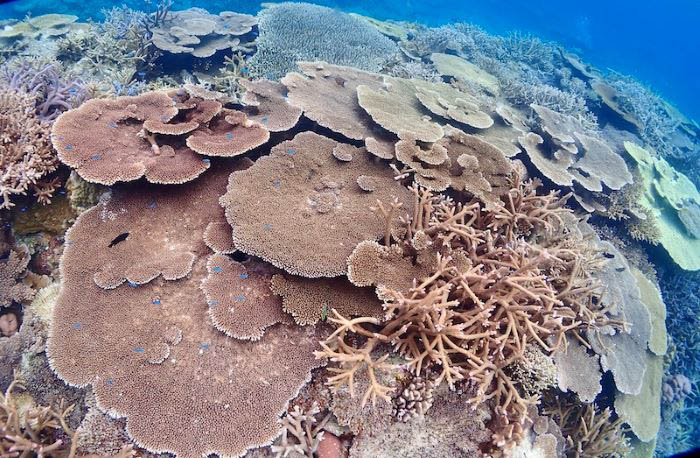 写真/宮城清(ダイビングチームあなたの清)