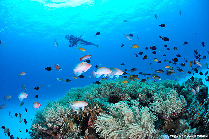 写真(動画より)/五味川浩史(ダイビングサービスコナン)