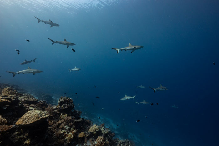 パラオでは外洋スポットでよく見られるグレイリーフシャーク