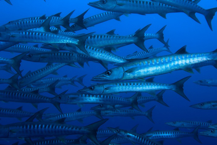巨大なブラックフィンバラクーダは「会いたい魚」リクエストNo.1とか