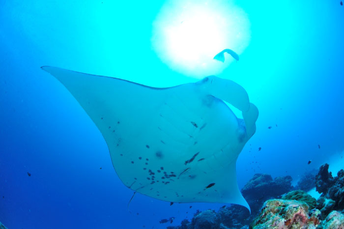 クリーニングステーションに集まってくるマンタ