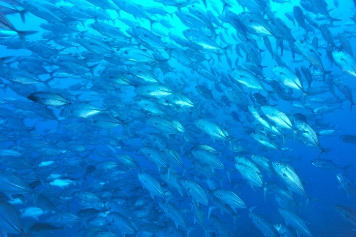 「ジャーマンチャネル」で撮影したギンガメアジ。「ブルーコーナー」「ウーロンドロップオフ」などでもよく群れている