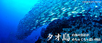 タオ島の海の魚影がめちゃくちゃ濃い理由