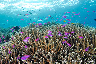 マリンダイビング ２月号連動企画 国際サンゴ礁年２０１８スタート サンゴ礁を守る中性浮力10 スキル Marine Diving Web マリンダイビングウェブ