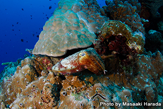 マリンダイビング ２月号連動企画 国際サンゴ礁年２０１８スタート サンゴ礁を守る中性浮力10 スキル Marine Diving Web マリンダイビングウェブ